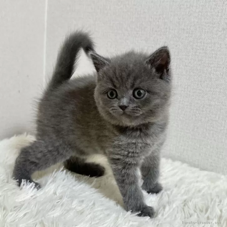 ID:2501-01120の子猫