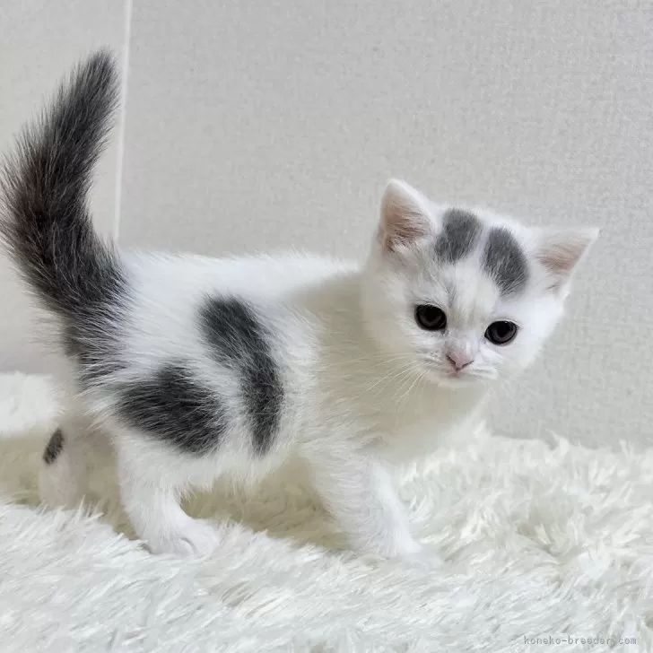 ID：2501-00479の子猫