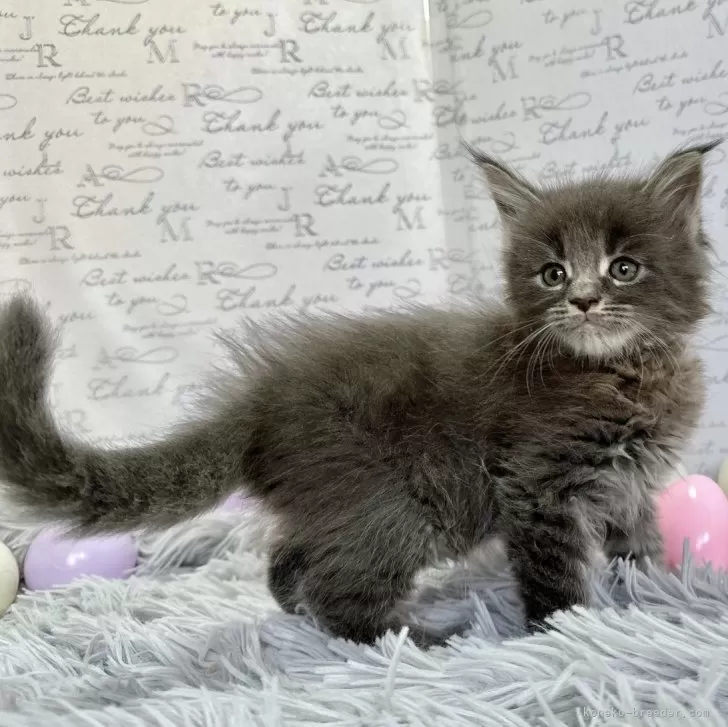 ID:2412-01519の子猫
