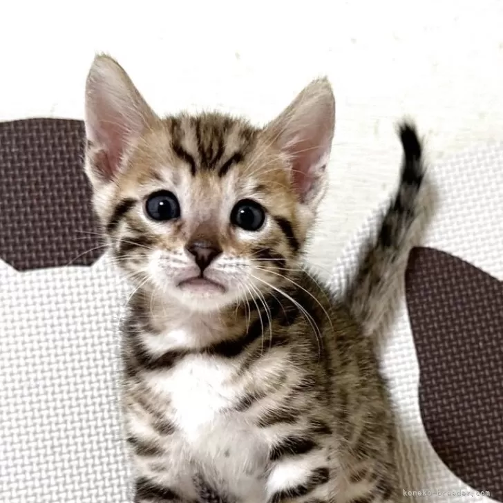 ID:2505-00256の子猫