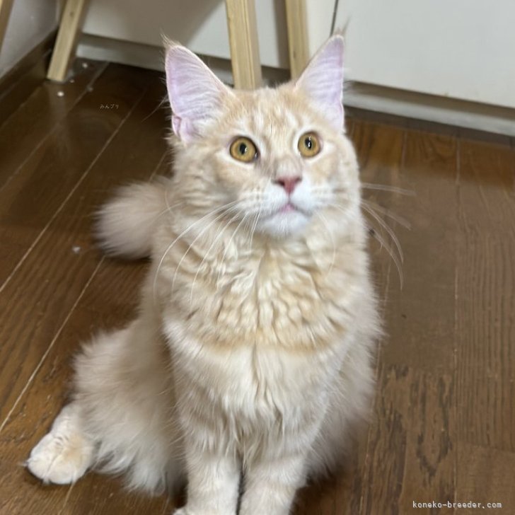 ブリーダー画像