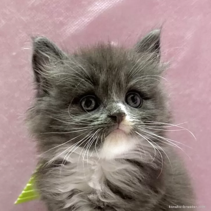 ID:2506-00463の子猫