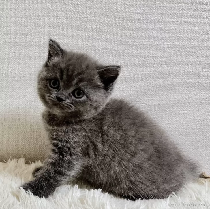 ID:2501-01127の子猫