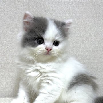 ブリティッシュショートヘア【愛知県・男の子・2025年6月30日・ブルーアンドホワイト】の写真「遊んで欲しいときアピールが凄い元気な男の子！」
