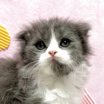 スコティッシュフォールド(立ち耳)【愛知県・男の子・2025年6月8日・ブルーアンドホワイト】の写真「お目目くりくりのかわいい男の子！」