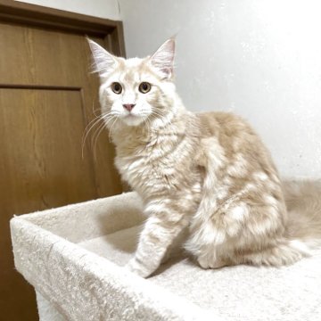 メインクーン【愛知県・女の子・2025年4月23日・レッドクラシックタビー】の写真「爪とぎ大好き元気ガール！」