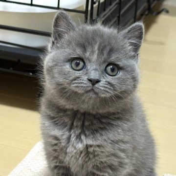 スコティッシュフォールド(立ち耳)【愛知県・女の子・2025年2月26日・ブルーアンドクリーム】の写真「冒険大好きガール！」