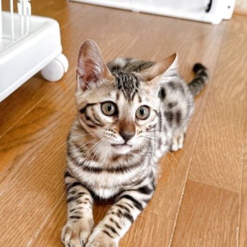 ベンガル【愛知県・女の子・2025年3月27日・ブラウンスポテッドタビー】の写真「とっても愛らしい！ベンガルの女の子！」