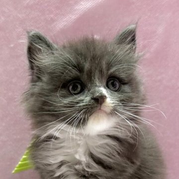 メインクーン【愛知県・男の子・2025年4月23日・ブルータビーアンドホワイト】の写真「とても愛らしいメインクーンの男の子！」