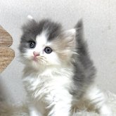 スコティッシュフォールド