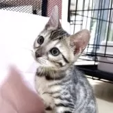 ベンガル