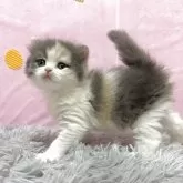 スコティッシュフォールド(立ち耳)