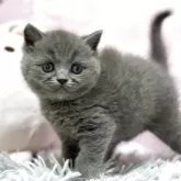 スコティッシュフォールド(立ち耳)