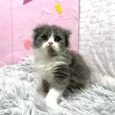 スコティッシュフォールド(立ち耳)【愛知県・男の子・2025年6月8日・ブルーアンドホワイト】の写真5