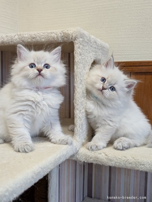 見学の際は親猫もお見せします。｜藤本　佳代子(ふじもと　かよこ)ブリーダー(大阪府・サイベリアン・CFA/TICA登録)の紹介写真9