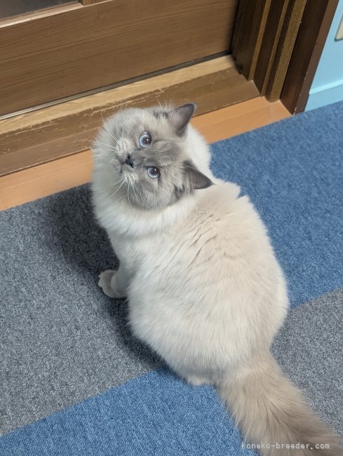 ブリーダー画像