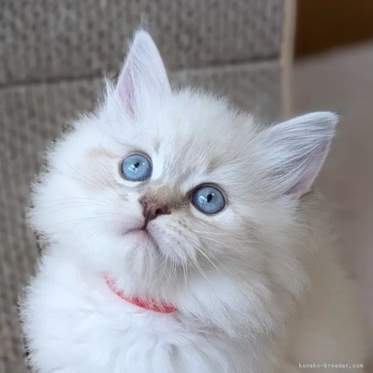 ID：2504-01908の子猫