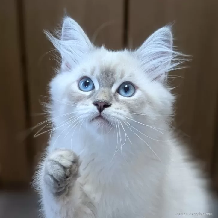 ID:2506-01964の子猫