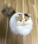 エキゾチックショートヘア【・女の子・2021年9月14日・キャリコ】