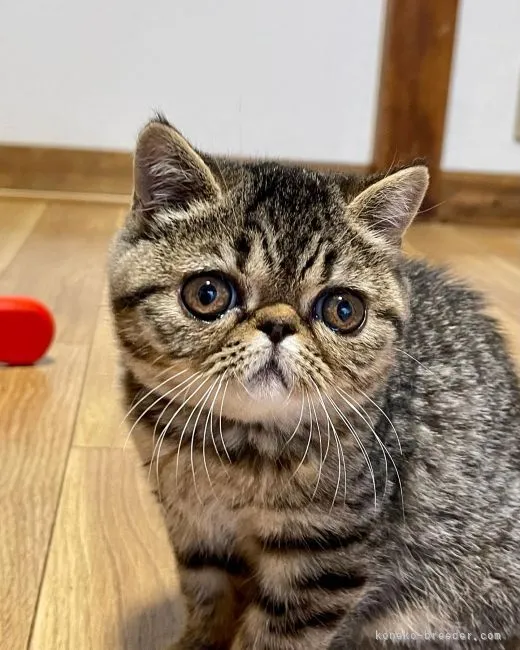 ID:2110-02184の子猫