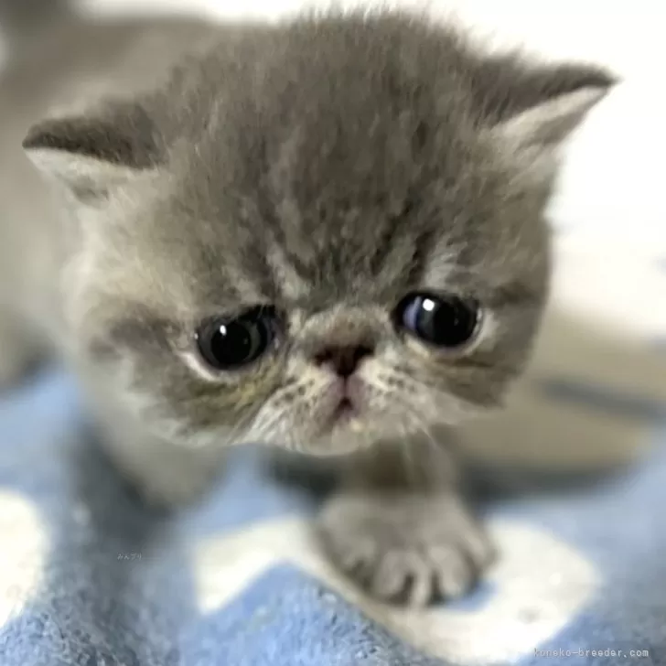 エキゾチックショートヘア【神奈川県・男の子・2024年3月19日・ブルータビー】の写真1「むちむちボディと可愛いお顔のボクちゃんです♡」