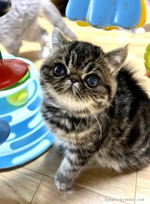 ID:2110-02115の子猫