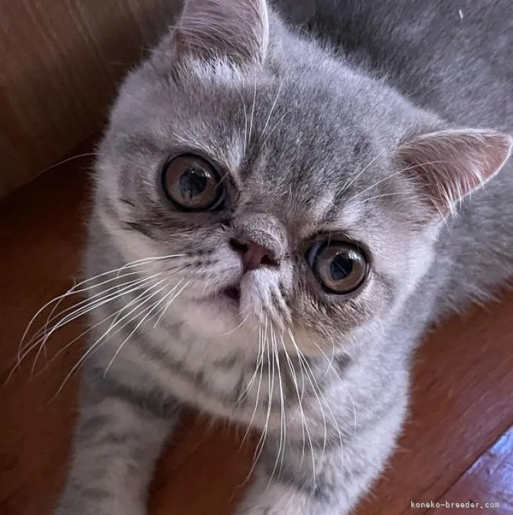 エキゾチックショートヘア【神奈川県・男の子・2022年5月11日・ブルータビー】の写真1「優良血統のおめ目の大きなボクちゃんです！パパはグランドチャンピオン！元気で愉快な子です。」