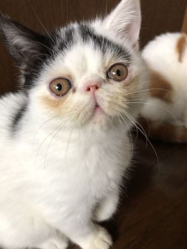 エキゾチックショートヘア【神奈川県・男の子・2020年2月15日・ブラック&ホワイト】の写真「お目々くりくりの元気な男の子です。」