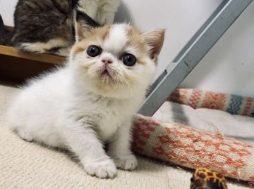 エキゾチックショートヘア【神奈川県・女の子・2019年5月8日・キャリコ(柔らかいです)】の写真「ホワイトが多めの優しい色のキャリコちゃんです。」