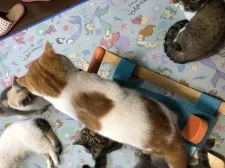 エキゾチックショートヘア【神奈川県・女の子・2020年2月15日・レッドダビー&ホワイト】の写真4「背中に天使の羽模様が入ってます。」