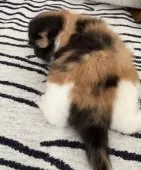 エキゾチックショートヘア【神奈川県・女の子・2024年12月28日・キャリコ(三毛)】の写真9「体の柄はこんな感じ～♡♡♡」