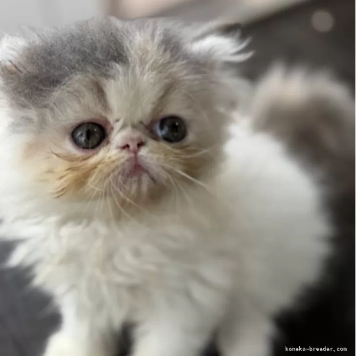 ID：2507-01478の子猫