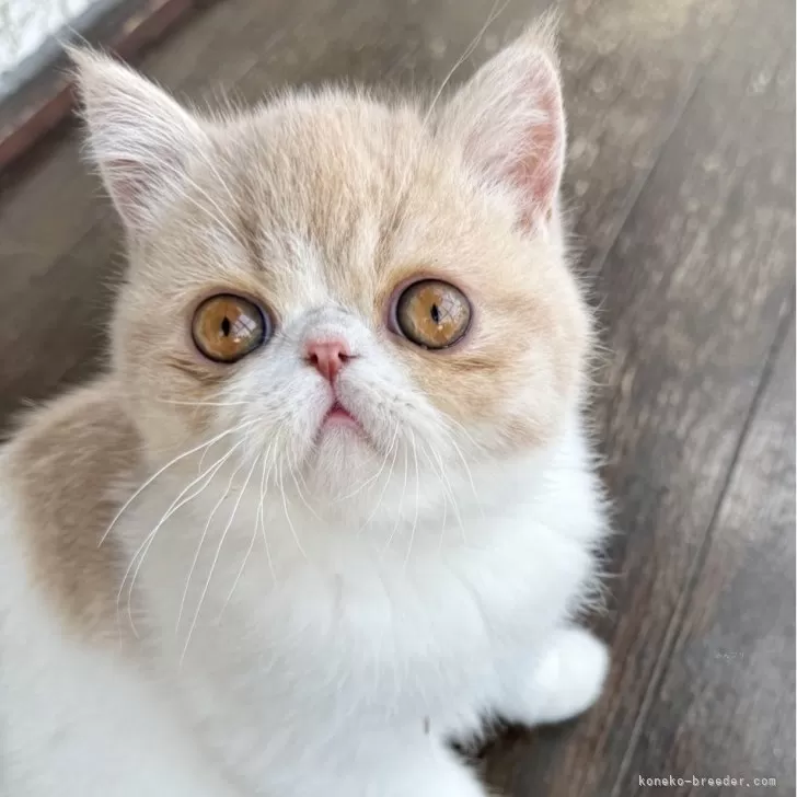 ID：2502-02039の子猫