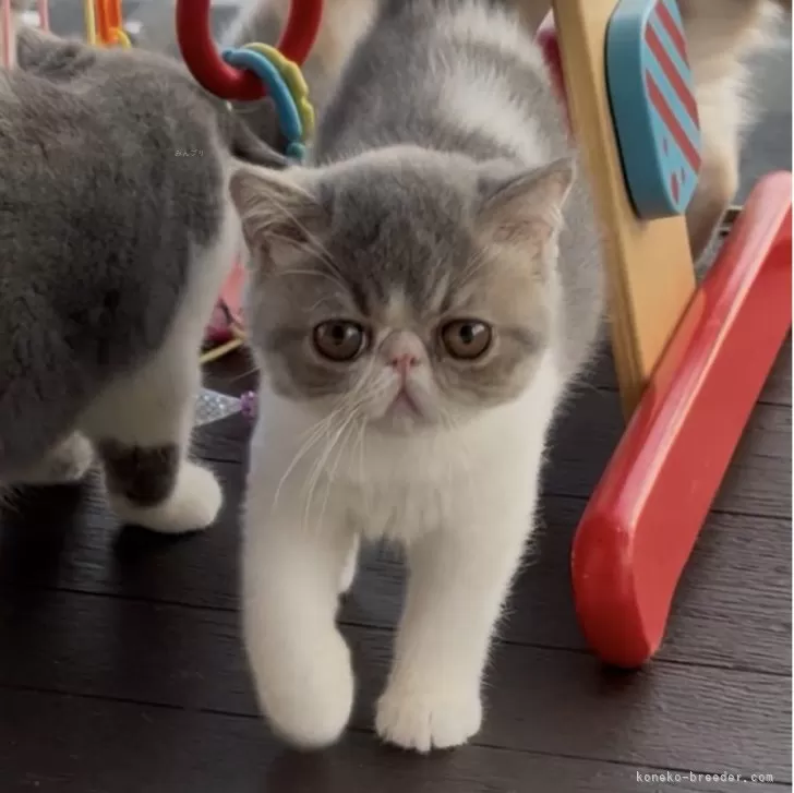 ID：2507-03192の子猫