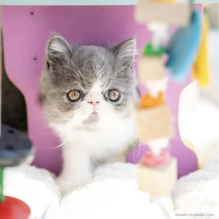 ID:2503-00905の子猫