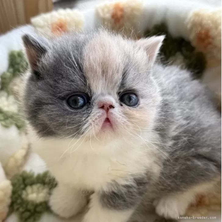 ID：2603-00806の子猫