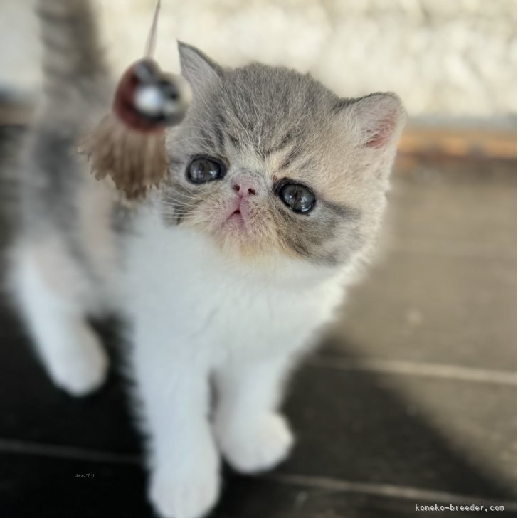 ブリーダー画像