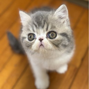 エキゾチックショートヘア【神奈川県・女の子・2025年10月20日・ブルー&ホワイト】の写真「しっかりボディ大きなおめ目と人なっこさ」