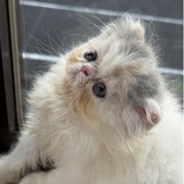 食べちゃう　(三毛猫) hq720.jpg?sqp=-