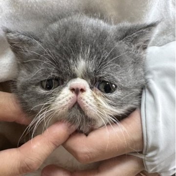 エキゾチックショートヘア【神奈川県・女の子・2025年5月11日・ブルー ホワイト】の写真「モフモフのぬいぐるみみたいな女の子♡♡」