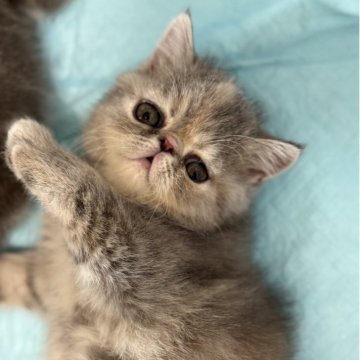 エキゾチックショートヘア【神奈川県・女の子・2025年10月27日・ブルークリーム】の写真「真ん中に稲妻マークが入ってます♡♡」