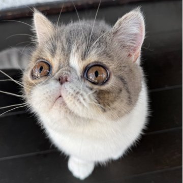 エキゾチックショートヘア【神奈川県・男の子・2025年1月13日・ブルータビー&ホワイト】の写真「女の子みたいなお顔の優しいボクちゃん♡♡」