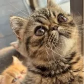 エキゾチックショートヘア