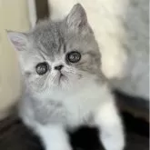 エキゾチックショートヘア【神奈川県・男の子・2025年10月20日・ブルー&ホワイト】の写真1