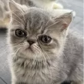 エキゾチックショートヘア