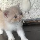 エキゾチックショートヘア
