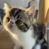 エキゾチックショートヘア