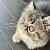 エキゾチックショートヘア