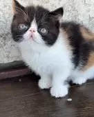 エキゾチックショートヘア【神奈川県・女の子・2024年12月28日・キャリコ(三毛)】の写真2「うさぎみたいに元気よく走って遊んでます」