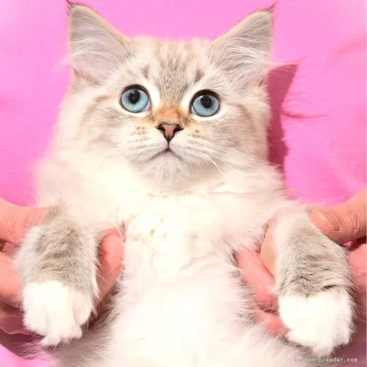 H.K 様のお迎えした子猫